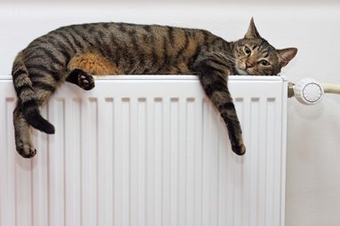 Cat laying on radiator in a Minneapolis home.
